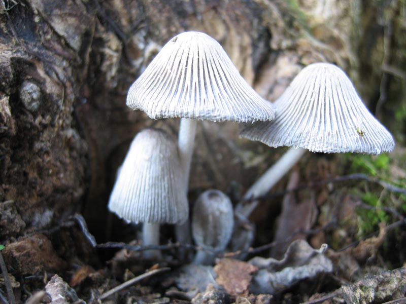 Coprinopsis echinospora